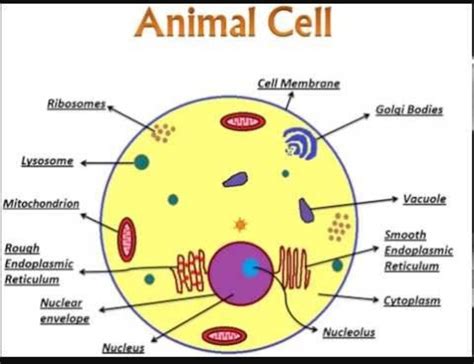 Simple Labeled Easy Animal Cell Diagram Diagramaica