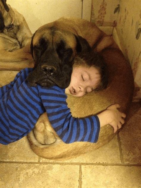 9 Realities Of Sharing A Bed With Your Dog Barkpost