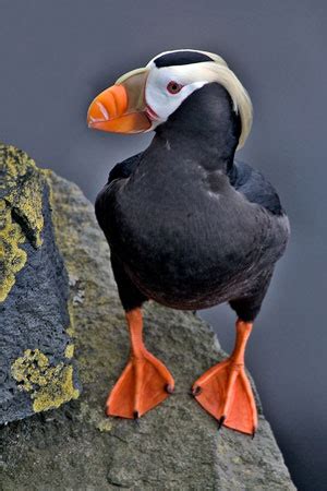 Puffins have also been referred to as the clowns of the ocean or sea parrots thanks to their amusing expression and colorful. Tufted Puffin Facts - NatureMapping