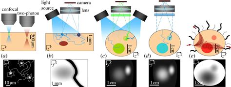 In Vivo Optical Imaging And Dynamic Contrast Methods For Biomedical
