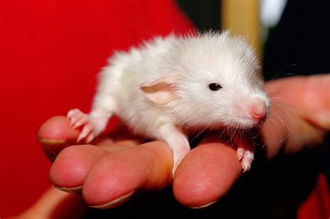 Cute White Mouse