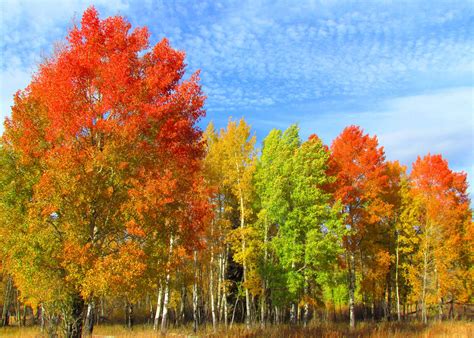 Autumn Trees In Birch Forest