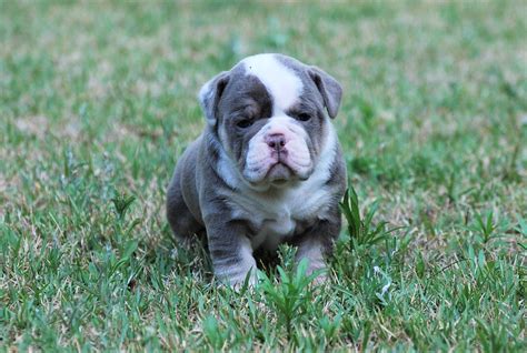 Browse lancaster puppies for english bulldog breeders. Mugs4w4 - Olde South Bulldogges
