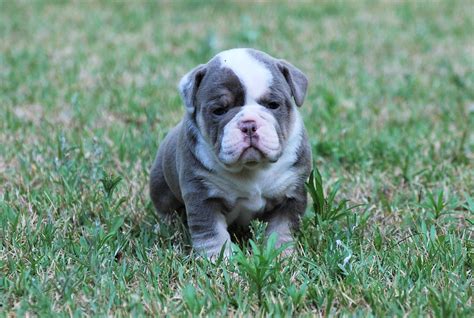 If they offer you a puppy and the price is well below that of the regular price be aware that bulldogs price ranges between $ 2,500 to $ 20,000. Mugs4w4 - Olde South Bulldogges