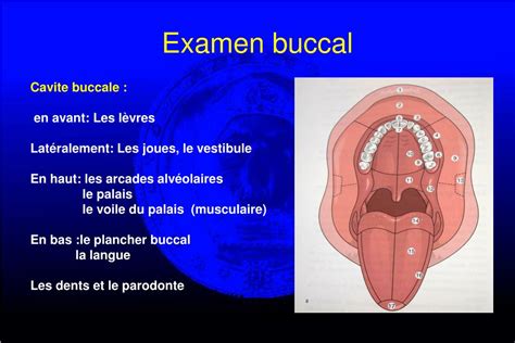 Ppt Semeiologie De La Muqueuse Buccale Powerpoint Presentation Free Download Id6032398