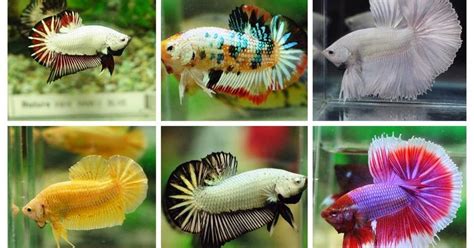 All About Betta Fish Types Of Betta Fish