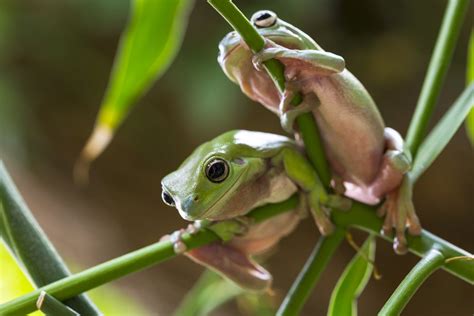 8 Awesome Types Of Pet Frogs You Can Keep At Home