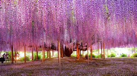 Segano Bamboo Forest Kyoto Japan Wisteria Tree Beautiful Landscape