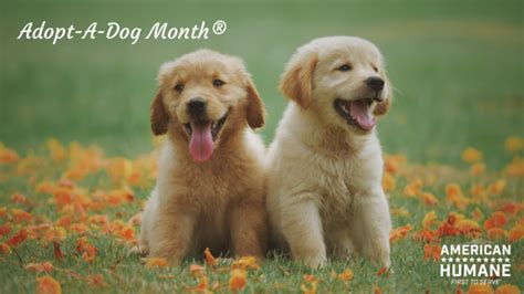 Adopt A Shelter Dog 6 Wonderful Ways To Celebrate Equigroomer