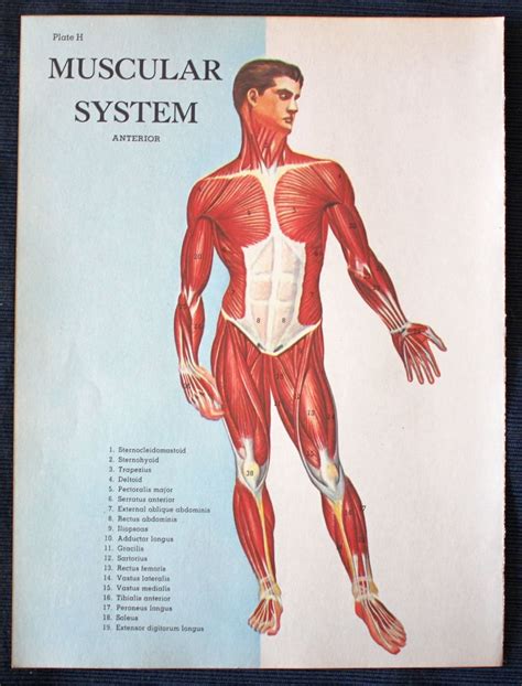 Vista Anterior Del Sistema Muscular 1960 Impresión Médica