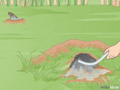 How to Plug Groundhog Holes: What to Use to Fill Tunnels