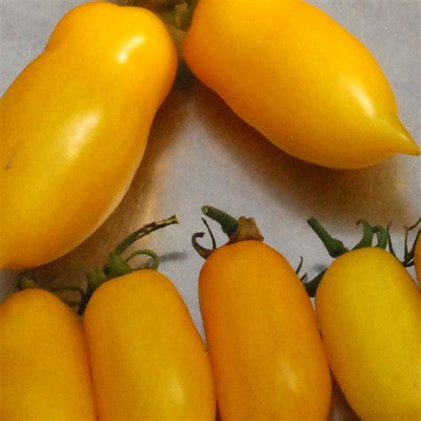 Banana Legs Tomato Seeds 50 Seeds Seeds From Plants