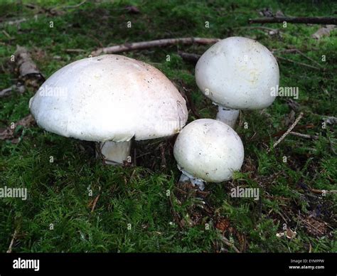 Waldchampignon Wald Champignon Agaricus Silvaticus Stock Photo Alamy