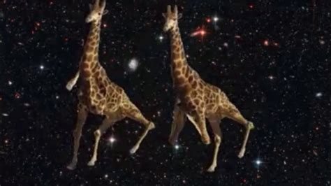 The Dancing Giraffes Youtube