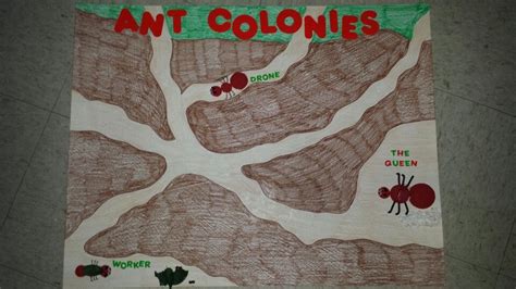 Ant Colonies Science Project Science Projects Ants Science Science Fair