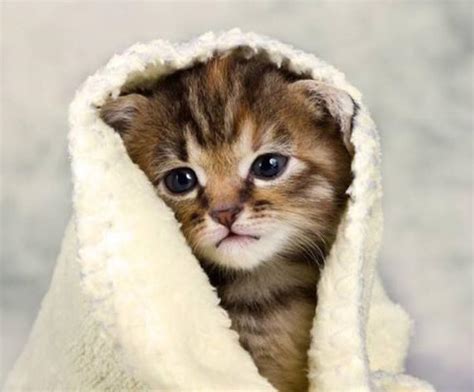 Baik anda seorang pecinta kucing atau bukan, tidak ada yang ingin berhadapan cara menenangkan kucing. Setiap Orang Ingin Memiliki haiwan peliharaan kesayangan ...