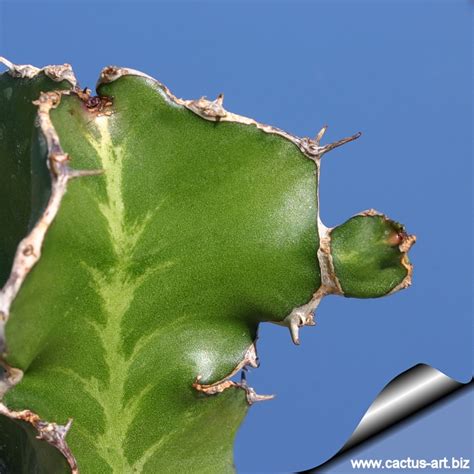 Zig zag cacti cuttings require slightly different care than philodendrons, pothos, and succulents. Euphorbia halipedicola