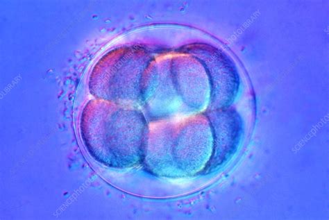Sea Urchin Embryo Development Stock Image C0131949 Science Photo