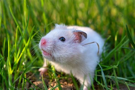 Hamster Branco Imagem De Stock Imagem De Branco Pouco