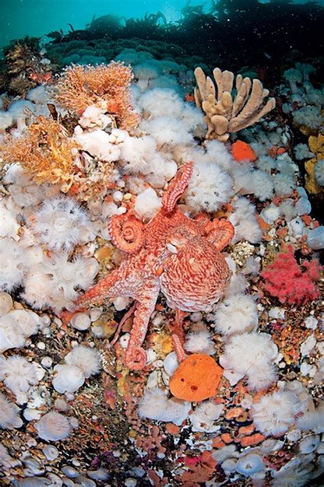 Top 100 Readers Choice Awards North America Underwater Creatures