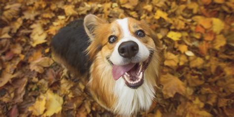 Allow These Experts To Explain Your Dogs Behaviors