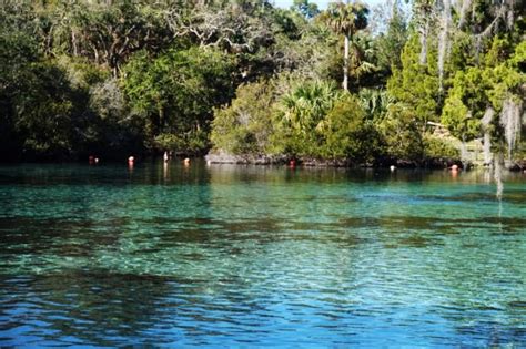 Silver Glen Springs Is The Perfect Natural Swimming Hole In Florida