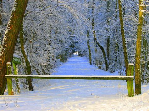 winter forest photograph by angelika heidemann fine art america