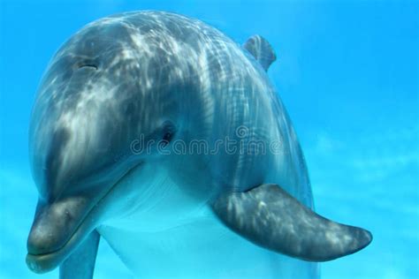 Face Of Dolphin Stock Image Image Of Creature Play 14533231