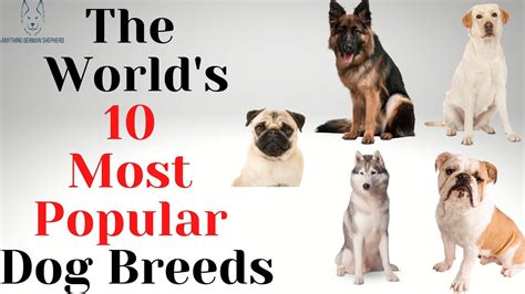 The Worlds 10 Most Popular Dog Breeds Youtube