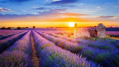 Lavender France Provence Valensole Sun Setting Spotlight