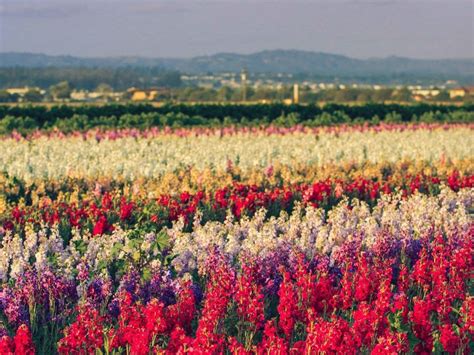 How To Road Trip Along Southern Californias Flower Trail 2023