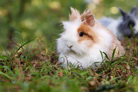 Lionhead Rabbit Breed Info Pictures Traits Facts Pet Keen