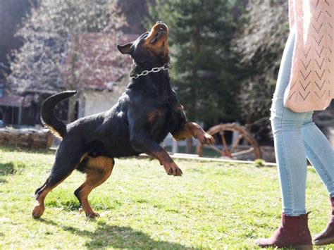 Wenn jenny nach der schule nach hause kommt, findet sie auf ihrem schreibtisch einen zettel. Euer Hund springt euch nicht vor Freude an, wenn ihr nach ...