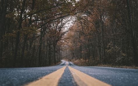 Download Wallpapers Autumn Forest Dry Fallen Trees Asphalt Road Usa