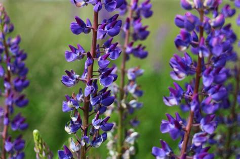 Premium Photo Lupinus Purple Flower In The Summer