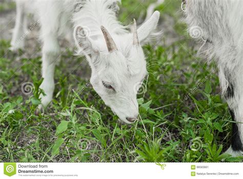 Cute Little White Goat On The Summer Meadow Stock Image Image Of