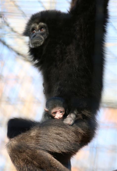 Baby Gibbon A First For Indianapolis Zoo Zooborns
