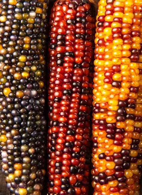 Colorful Indian Corn Holiday Stock Photos Creative Market