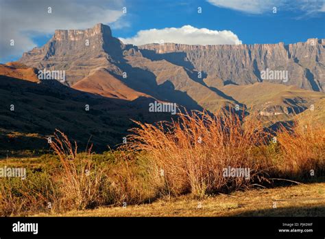 Grasses And Amphitheater Of The Drakensberg Mountains Royal Natal