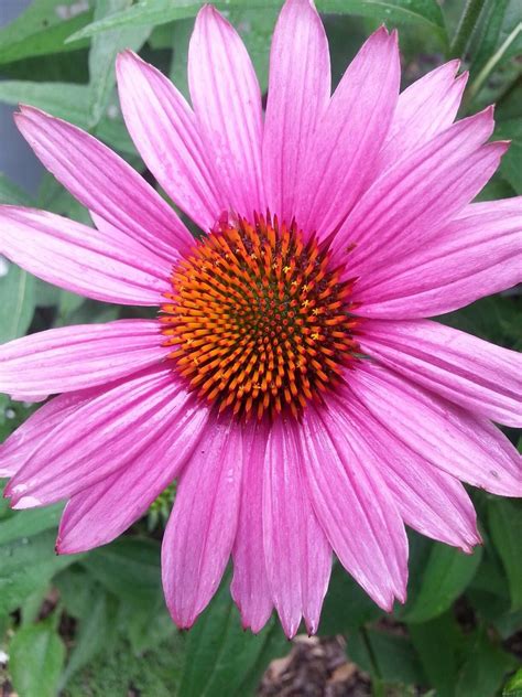 Our gerberas are known for their award winning premium quality and long lasting vase life. Pink daisy | Pink daisy, Plants, Daisy