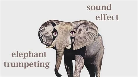 The Animal Sounds Elephant Trumpeting Sound Effect