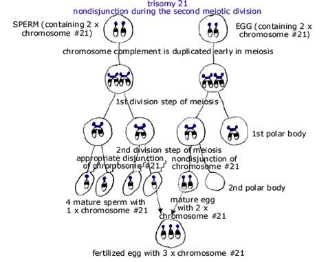 |Meiosis and nondisjunction worksheet| / |filetypeswf nondisjunction|