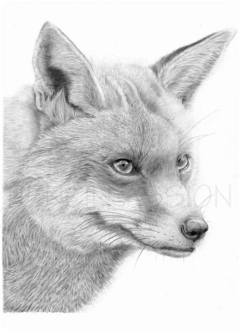 Red Fox Art Print Hand Drawn Animal Pencil Drawing A4 A5 Etsyde