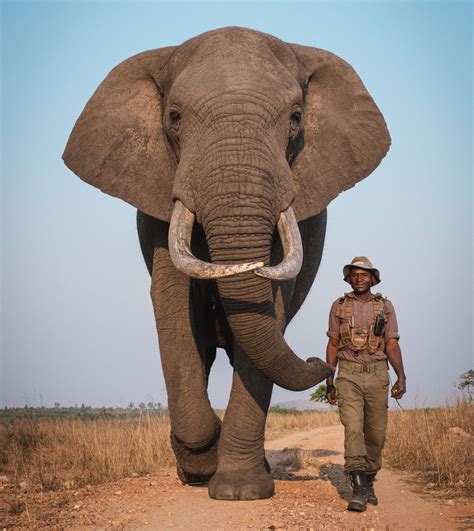 African Bush Elephant Next To Person