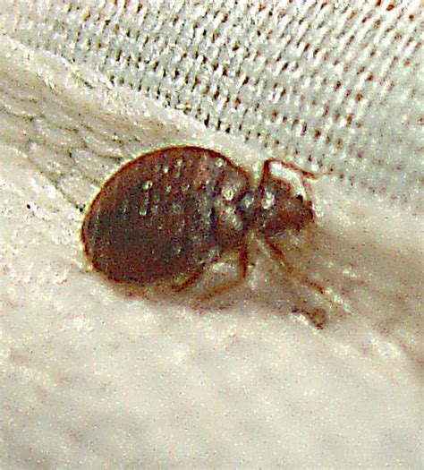 They are not extermination devices, except for the situation i'm going to describe below. How do you treat bed bug infestations?