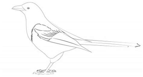 Kako Nacrtati Pticu U Olovku U Fazi Za Djecu