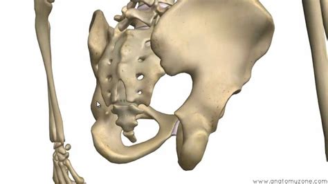 Bones Of The Pelvis Hip Bones Anatomy Tutorial Youtube