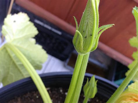Pillbugs and sowbugs are two tiny insects that often are found in these areas. pest control - What are these black bugs on my zucchini ...