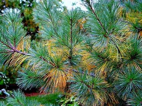 As they decompose, the ph of the needles raises to more neutral levels. Do Pine Needles Acidify Soil - Garden Myths