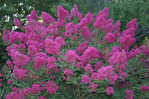 Additionally, they also require very little water, just douse them every 2 weeks with a spray bottle. The Portuguese Water Blog: Fall Has Arrived